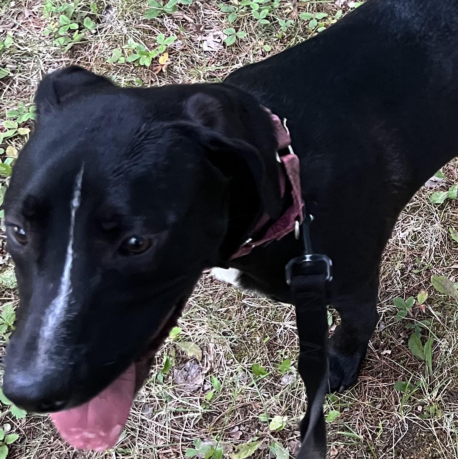 Olive, a Adoptable mixed breed in Eaton Rapids, MI image 4/5