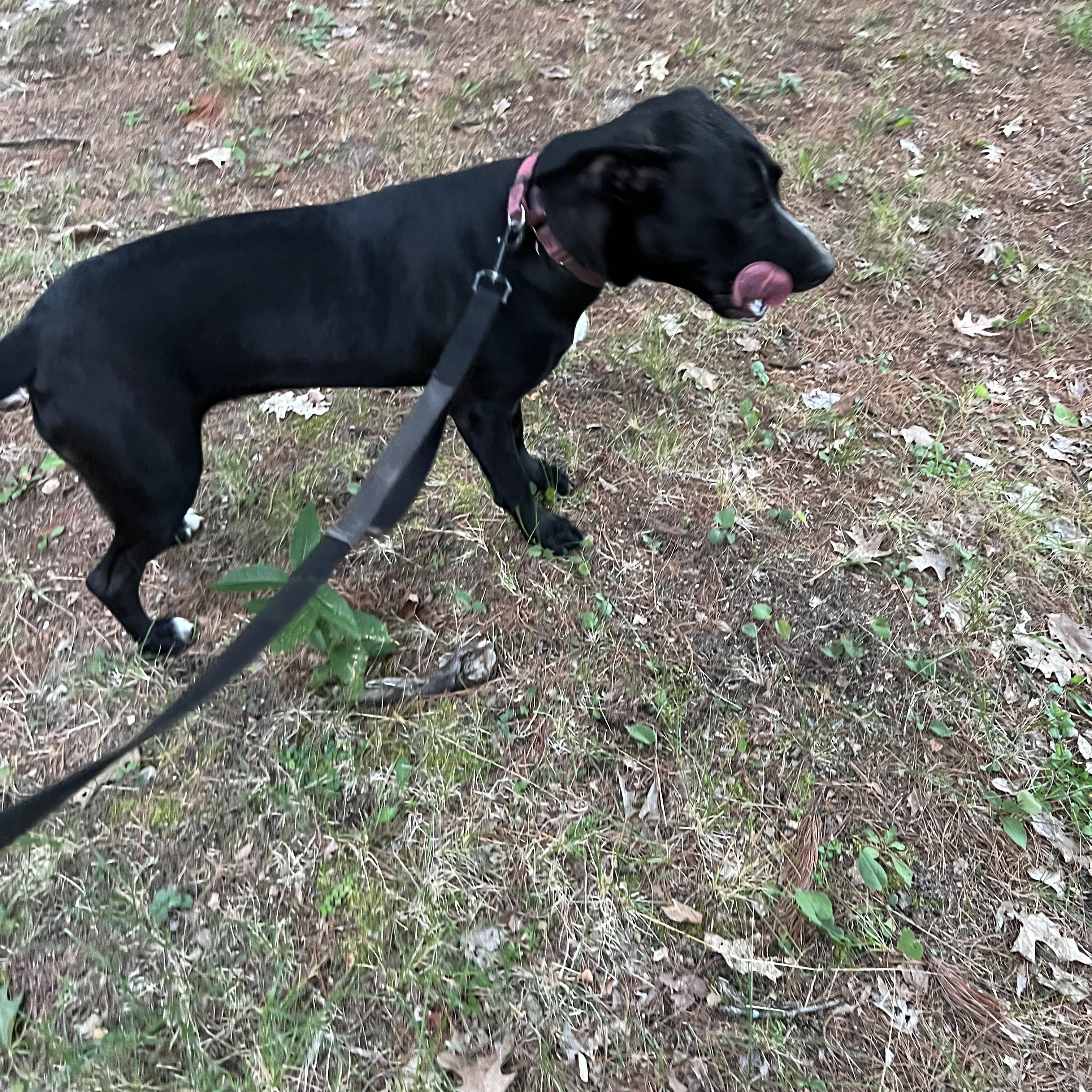 Olive, a Adoptable mixed breed in Eaton Rapids, MI image 5/5