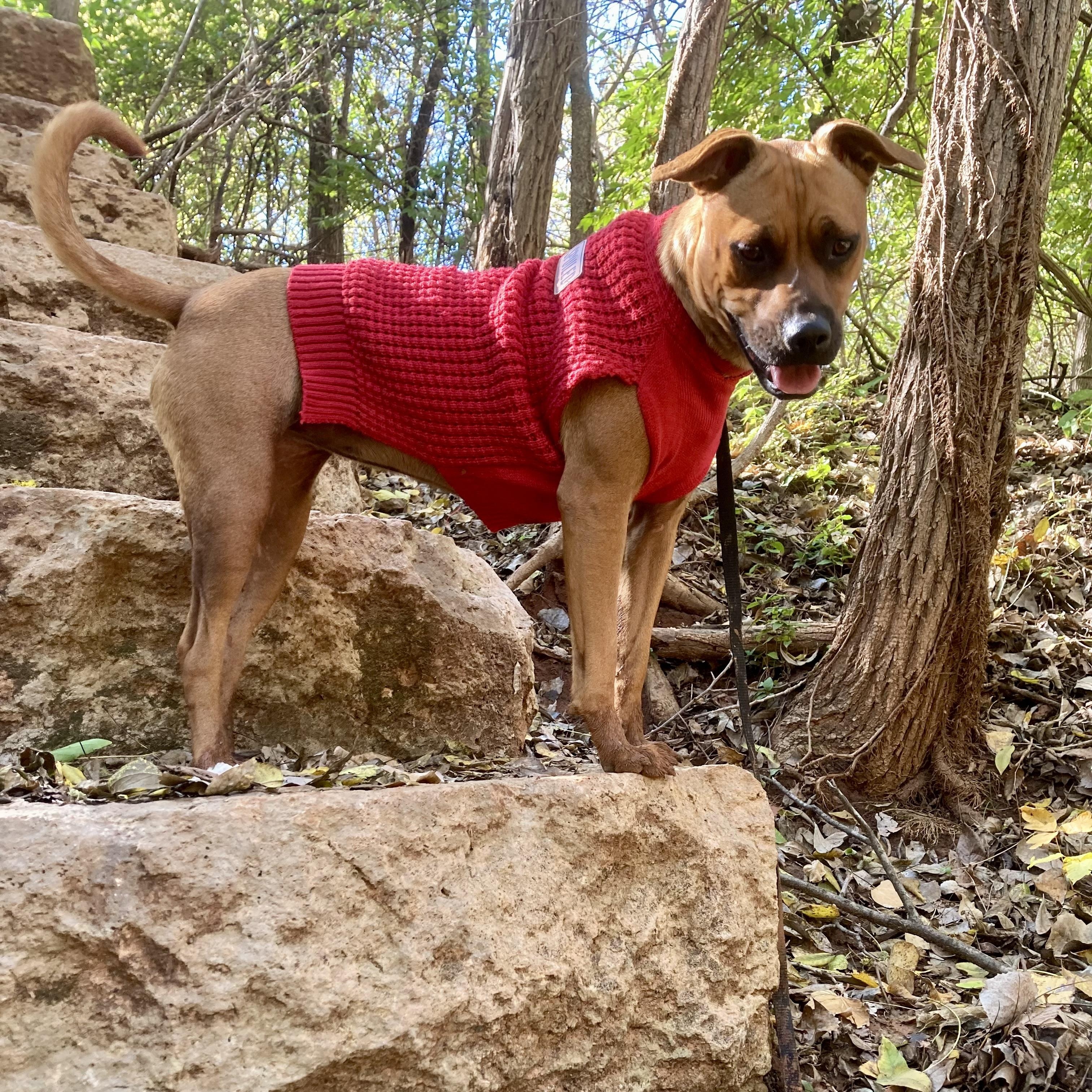 Enlarge Paris, a Adoptable mixed breed in Indianapolis, IN image 2/6