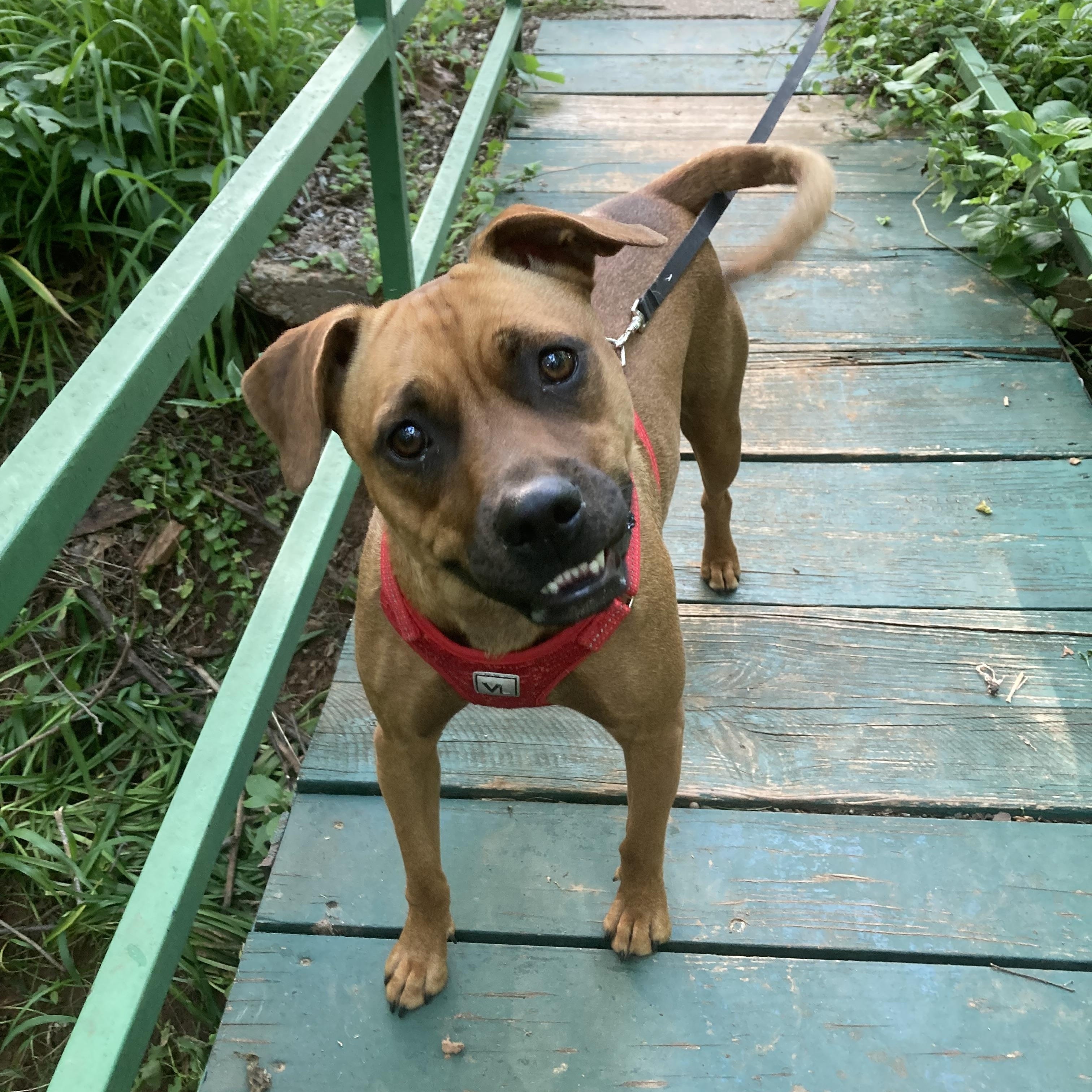 Enlarge Paris, a Adoptable mixed breed in Indianapolis, IN image 4/6