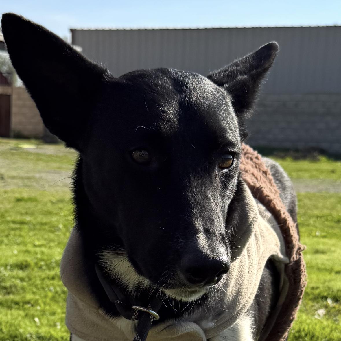 Enlarge JULES, a ADOPTABLE mixed breed in Bakersfield, CA image 1/1