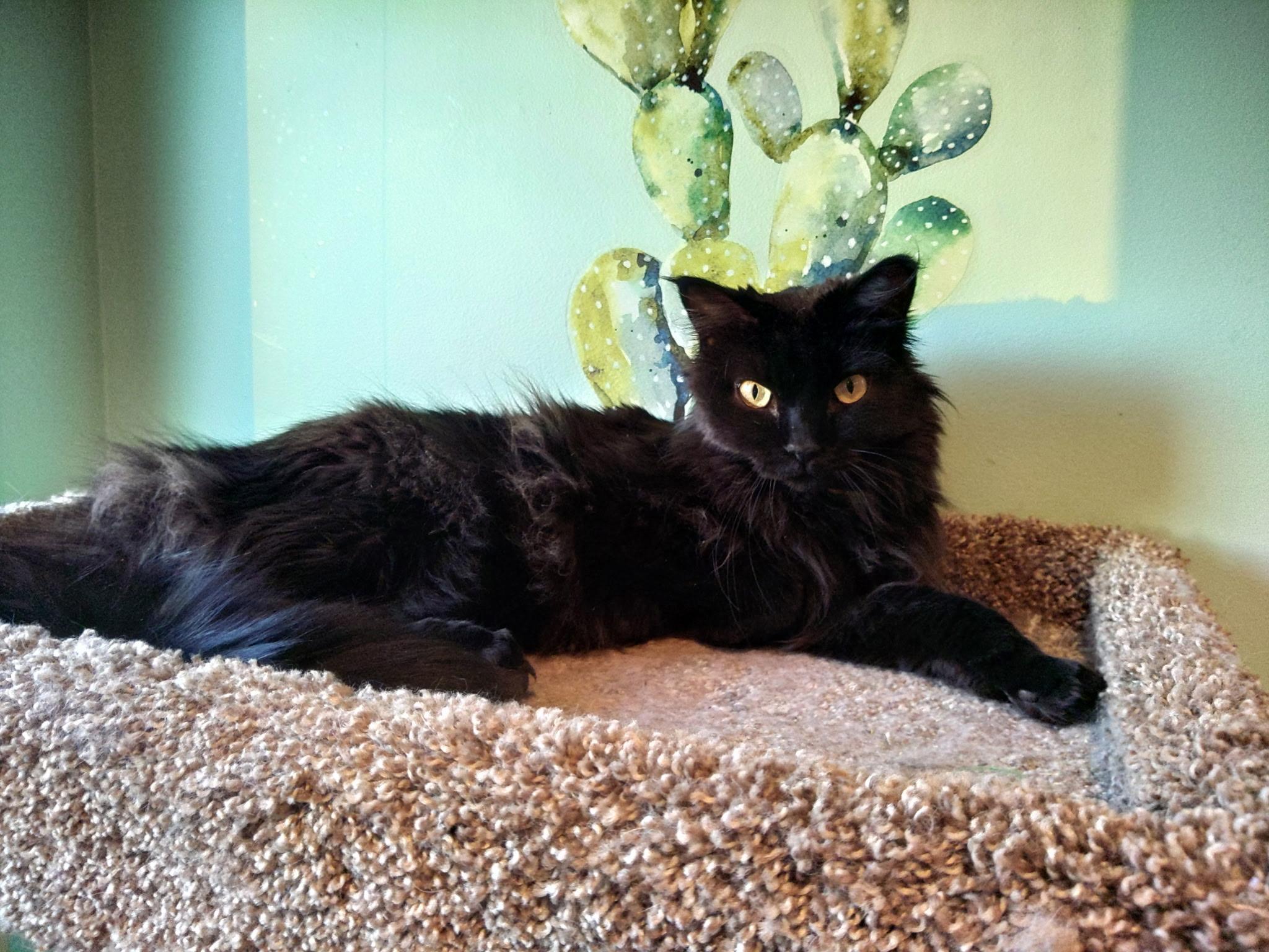 Enlarge Dahlia, a ADOPTABLE Maine Coon in Faribault, MN image 1/3