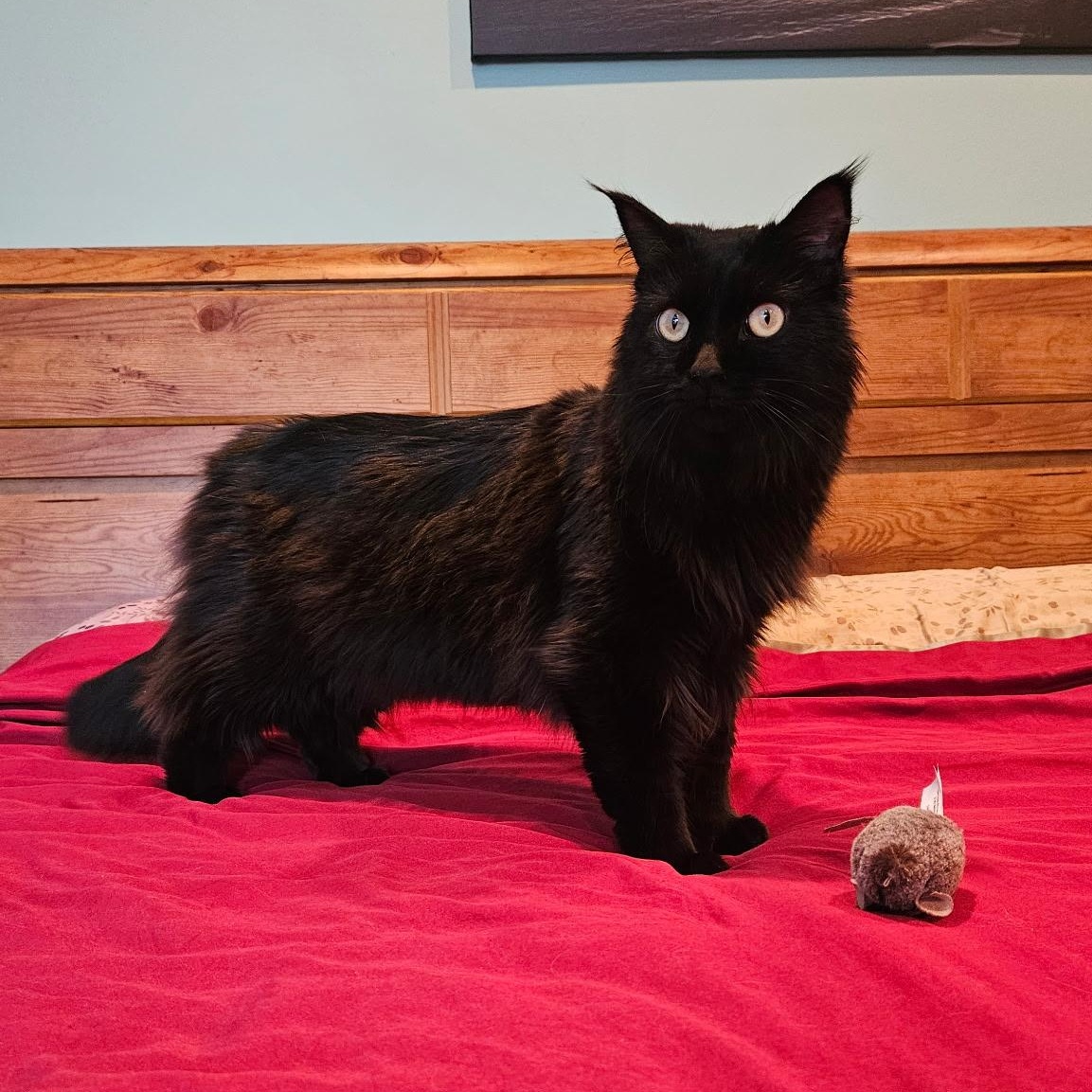 Enlarge Dahlia, a ADOPTABLE Maine Coon in Faribault, MN image 2/3