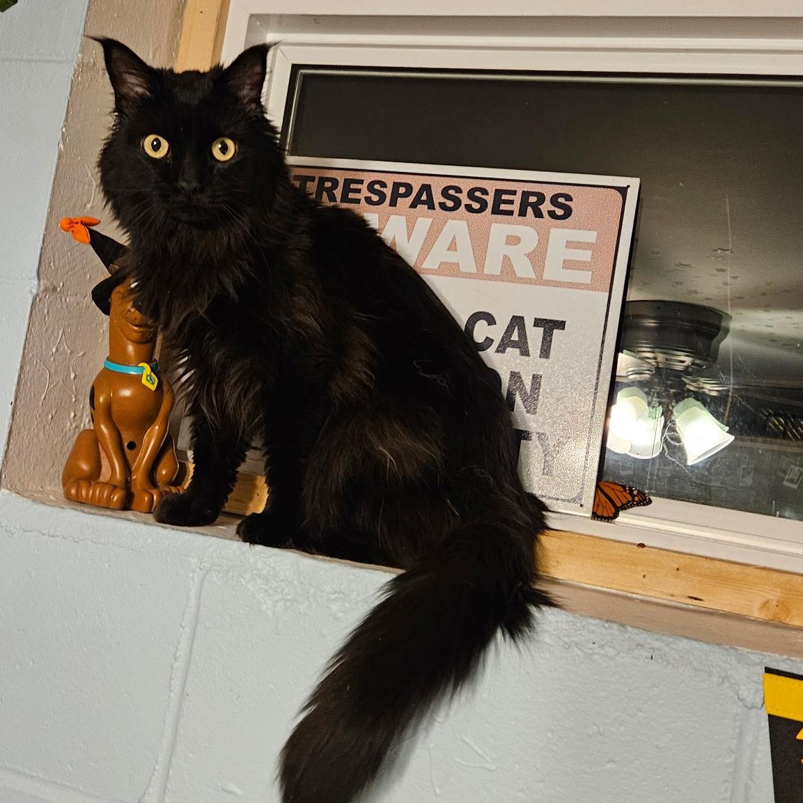 Enlarge Dahlia, a ADOPTABLE Maine Coon in Faribault, MN image 3/3