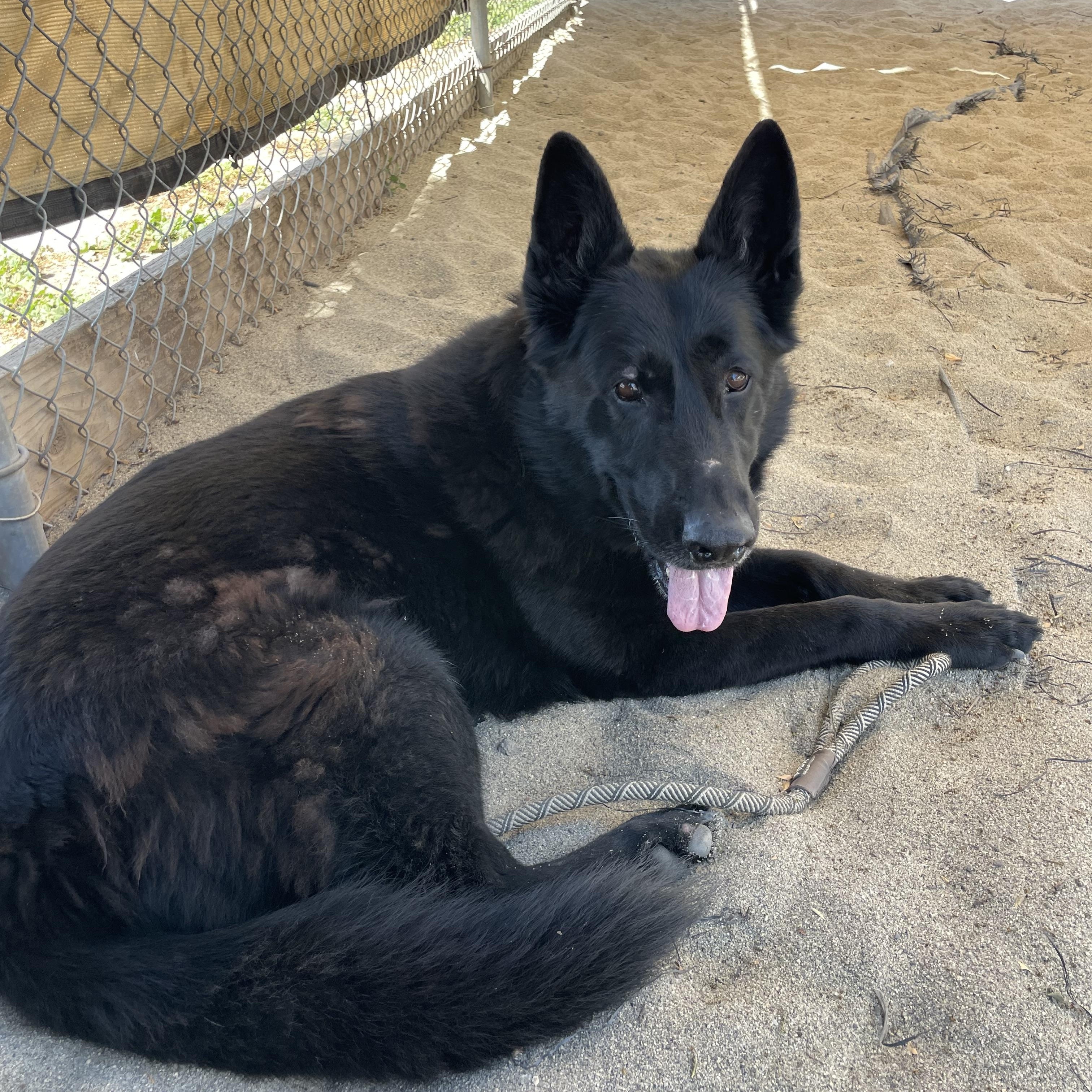 Enlarge Luna, a Adoptable mixed breed in Salinas, CA image 1/5