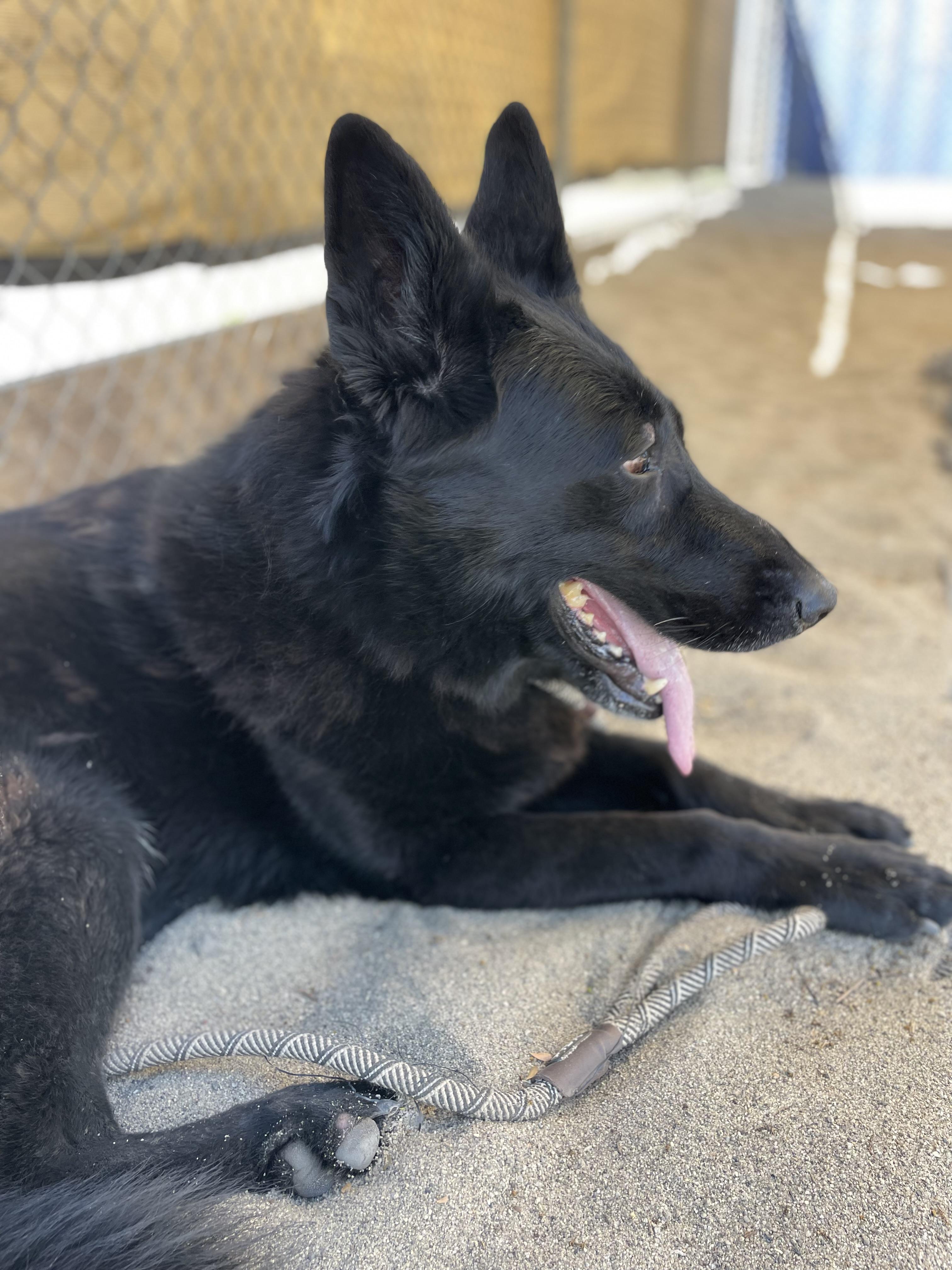 Enlarge Luna, a Adoptable mixed breed in Salinas, CA image 3/5