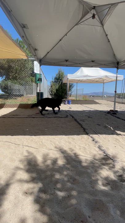 Enlarge Luna, a Adoptable mixed breed in Salinas, CA video 4/5