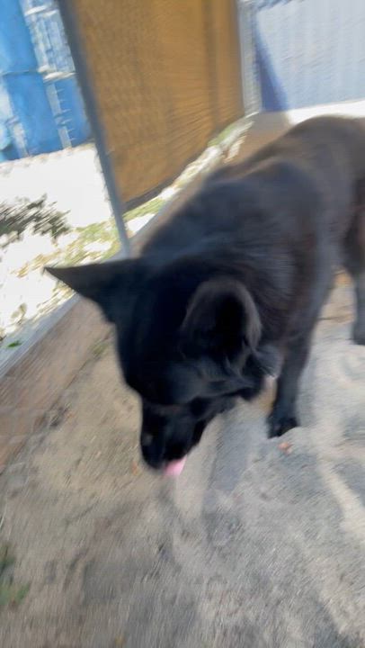 Enlarge Luna, a Adoptable mixed breed in Salinas, CA video 2/5