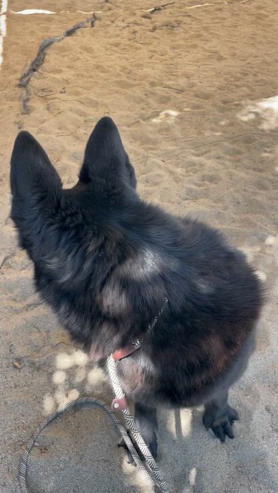 Enlarge Luna, a Adoptable mixed breed in Salinas, CA video 5/5