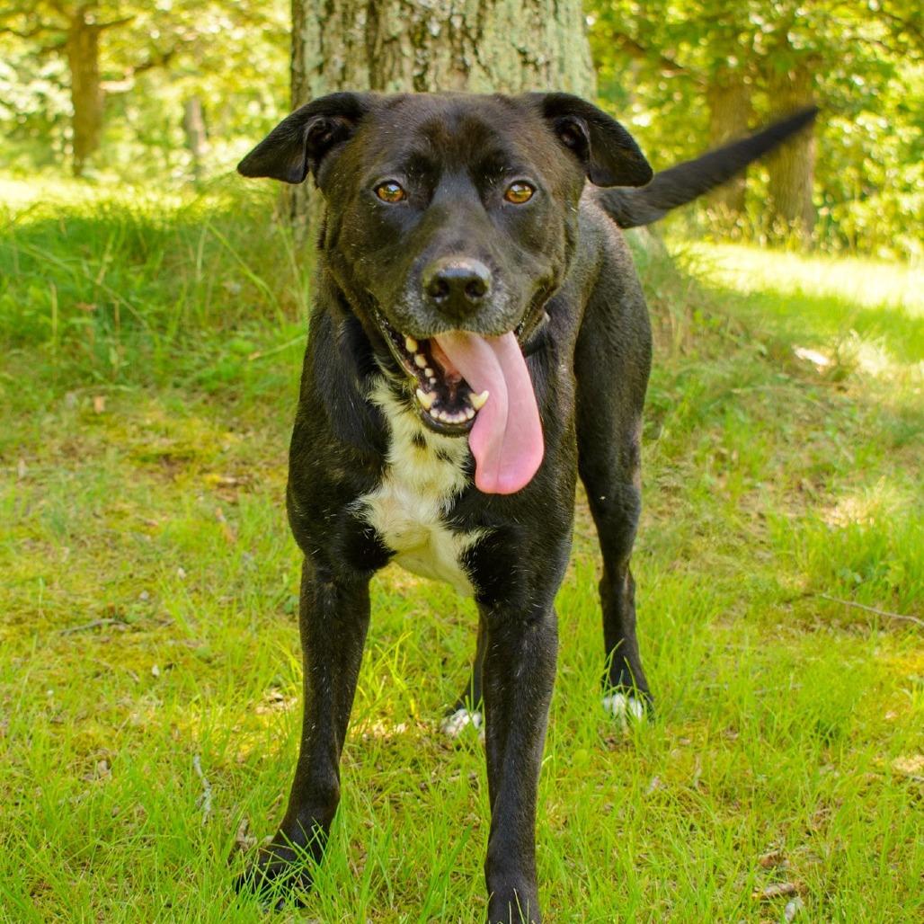 Mike, Adoptable, Adult Male Labrador Retriever & Mixed Breed.