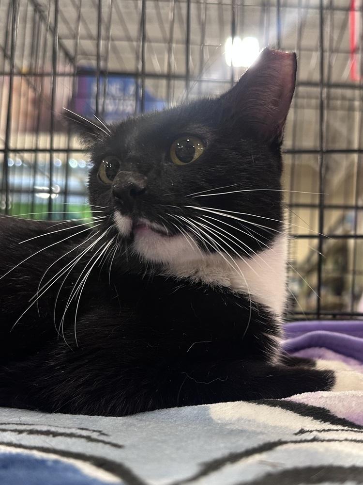 Enlarge Cleo, a Adoptable Domestic Short Hair in Panama City Beach, FL image 1/2