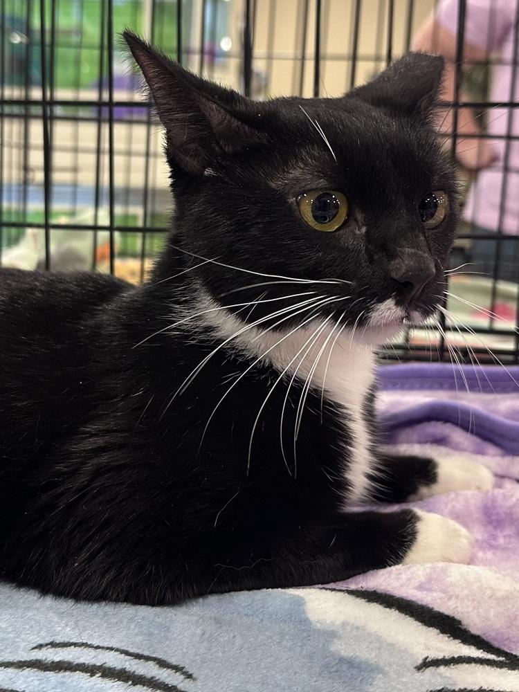 Enlarge Cleo, a Adoptable Domestic Short Hair in Panama City Beach, FL image 2/2