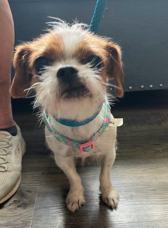 Matilda * Adoption Pending*, Adoptable, Young Female Brussels Griffon.