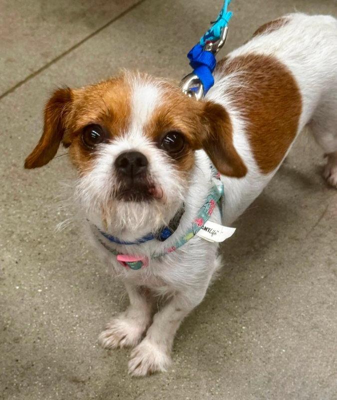 Enlarge Matilda * Adoption Pending*, a Adoptable Brussels Griffon in Fairfax, VA image 2/3
