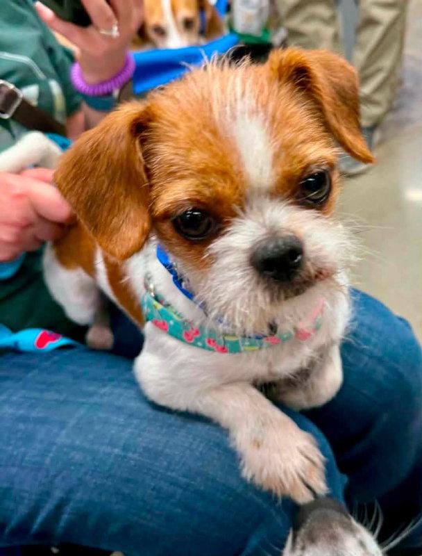 Enlarge Matilda * Adoption Pending*, a Adoptable Brussels Griffon in Fairfax, VA image 3/3