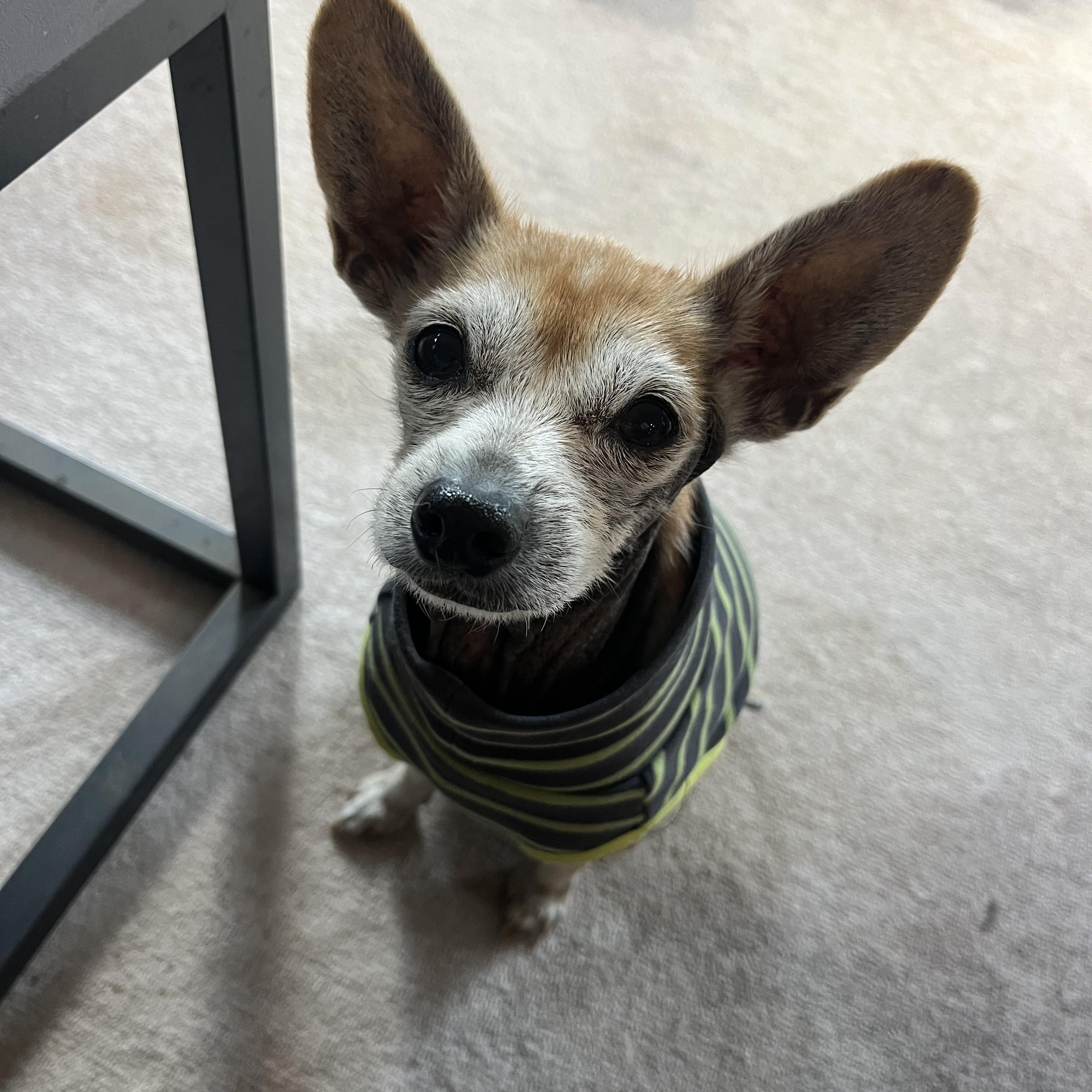 Enlarge Gertie & Tilly, a ADOPTABLE mixed breed in Powell Butte, OR image 2/5