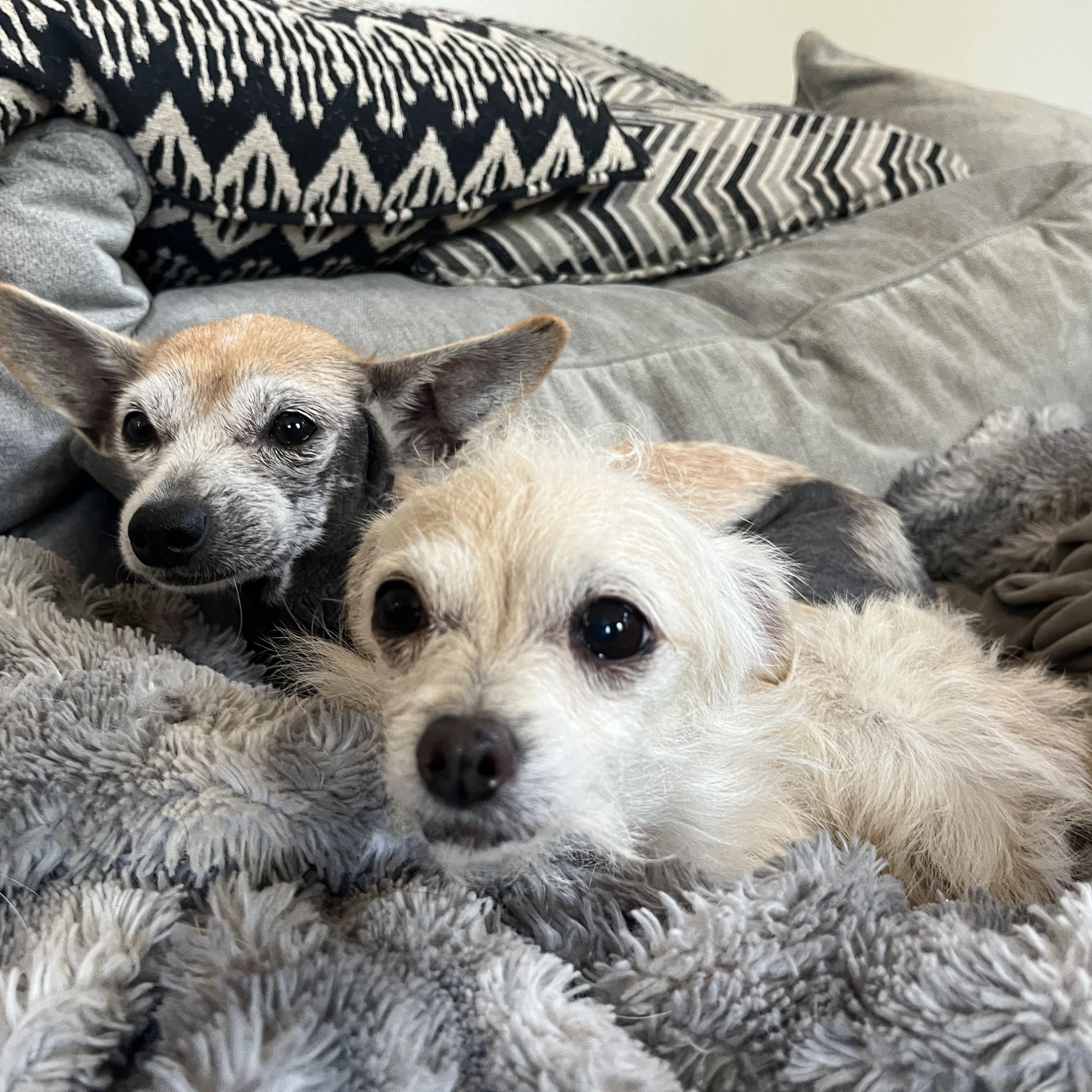 Enlarge Gertie & Tilly, a ADOPTABLE mixed breed in Powell Butte, OR image 1/5
