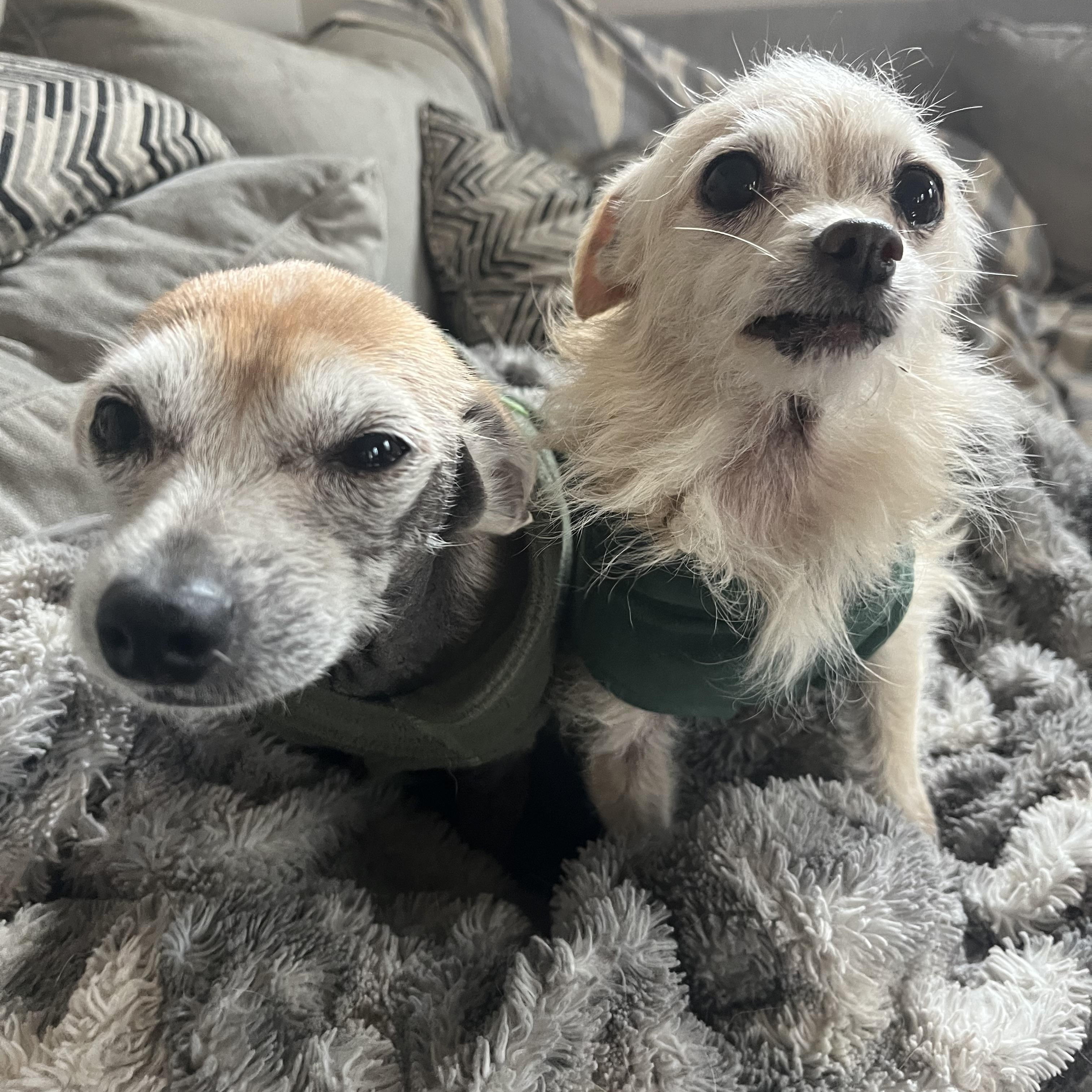 Enlarge Gertie & Tilly, a ADOPTABLE mixed breed in Powell Butte, OR image 3/5