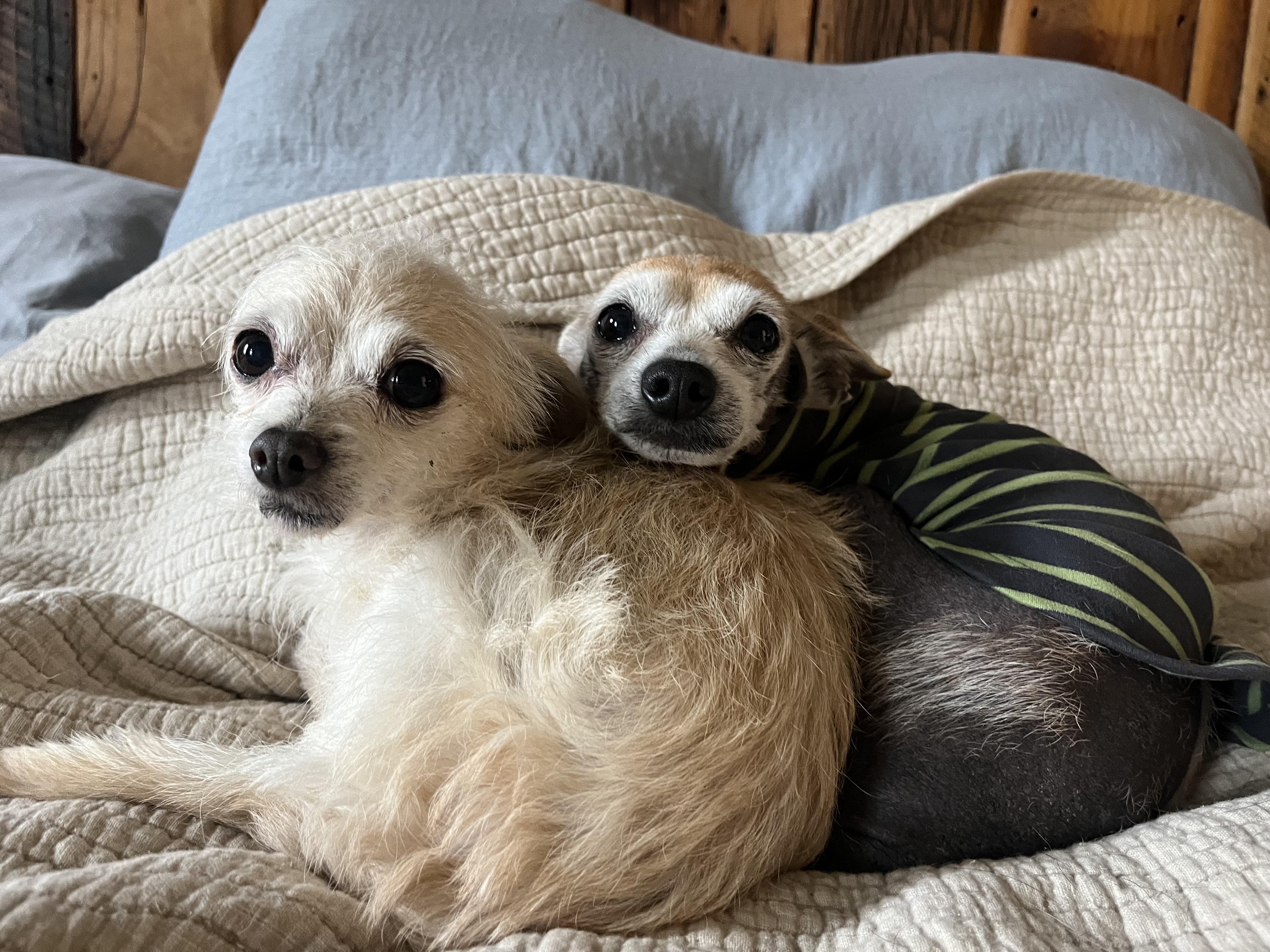 Gertie & Tilly, Adoptable, Senior Female Chihuahua & Cairn Terrier.