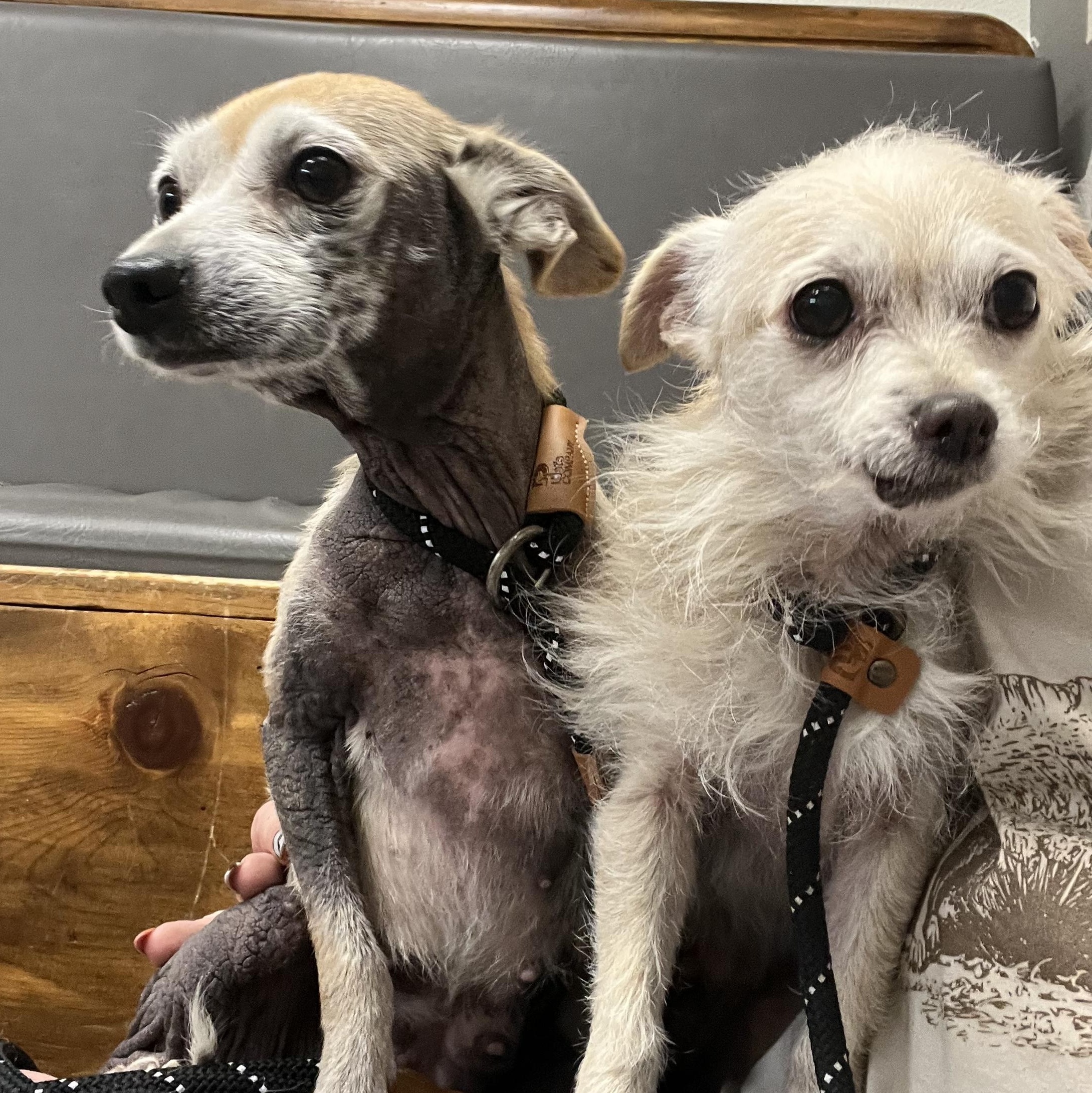Enlarge Gertie & Tilly, a Adoptable mixed breed in Powell Butte, OR image 6/6