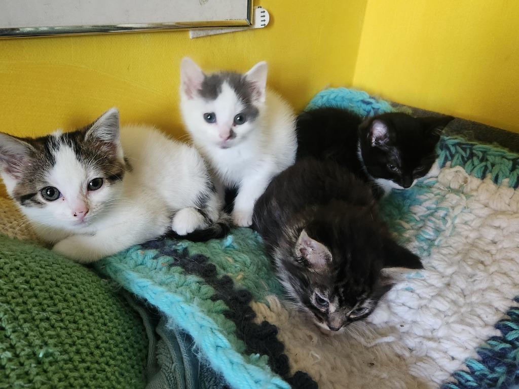 Leona, Adopted, Kitten Female Domestic Short Hair.