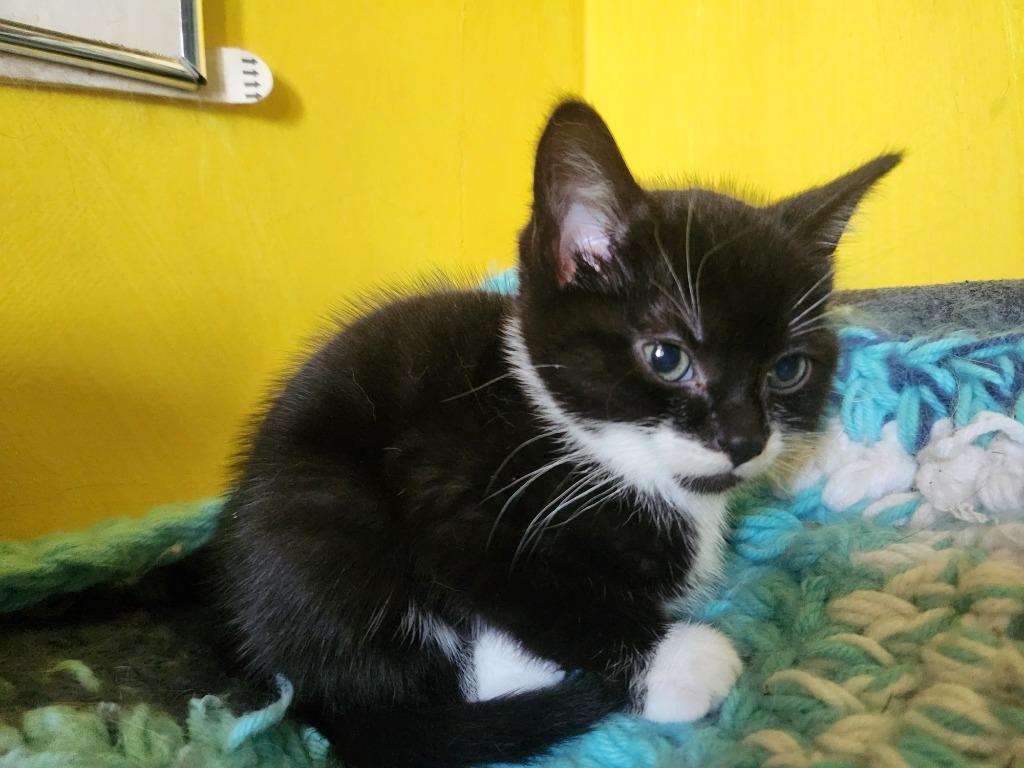 Leona, a Adopted mixed breed in Brainardsville, NY image 5/6