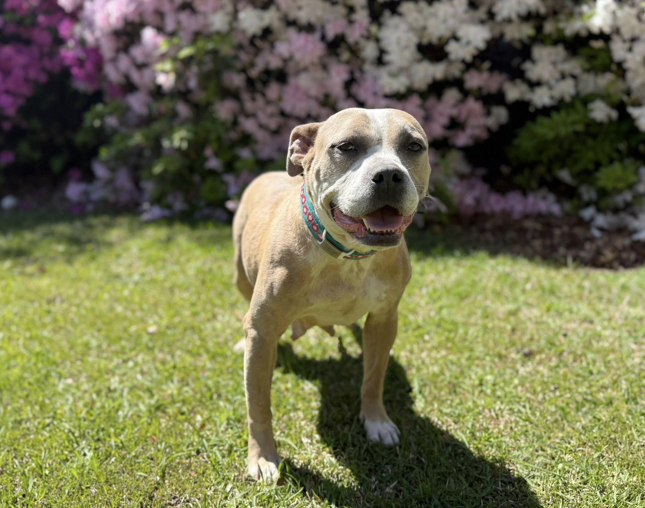 Enlarge Daphne, an adoptable mixed breed in Ayden, NC image 1/6