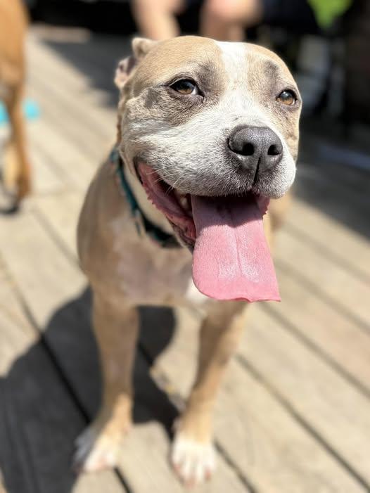 Enlarge Daphne, an adoptable mixed breed in Ayden, NC image 6/6