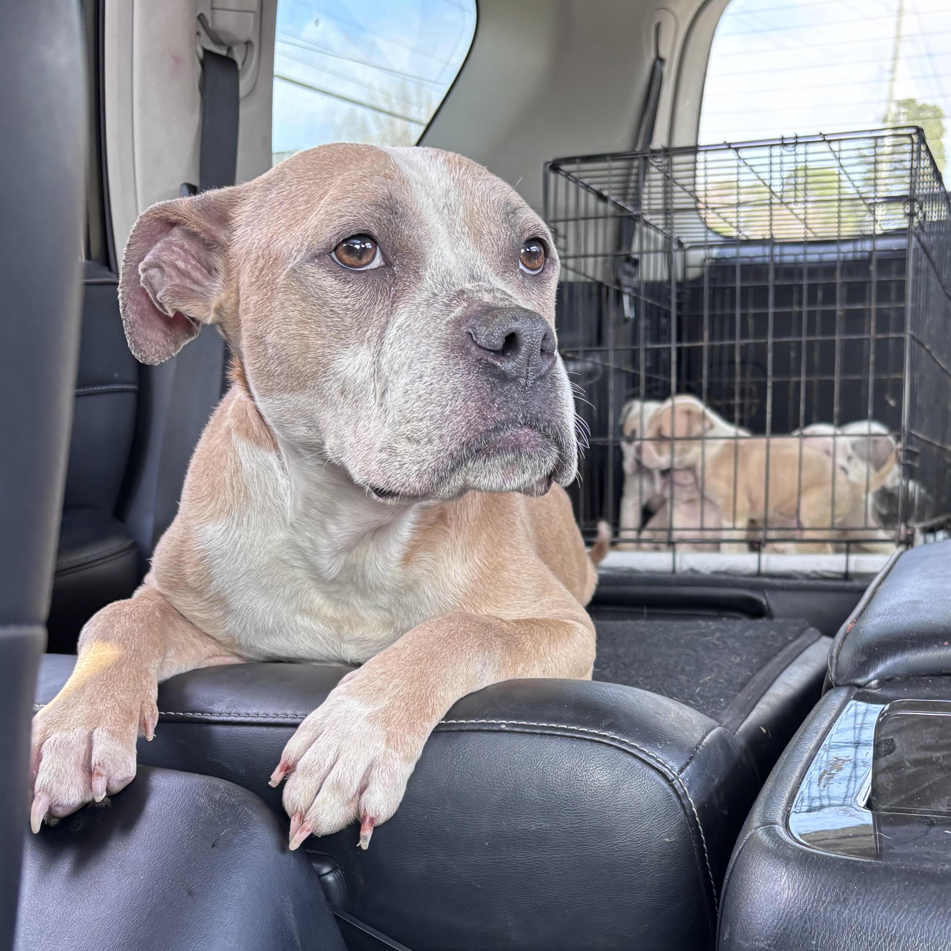 Enlarge Daphne, a ADOPTABLE mixed breed in Ayden, NC image 2/4