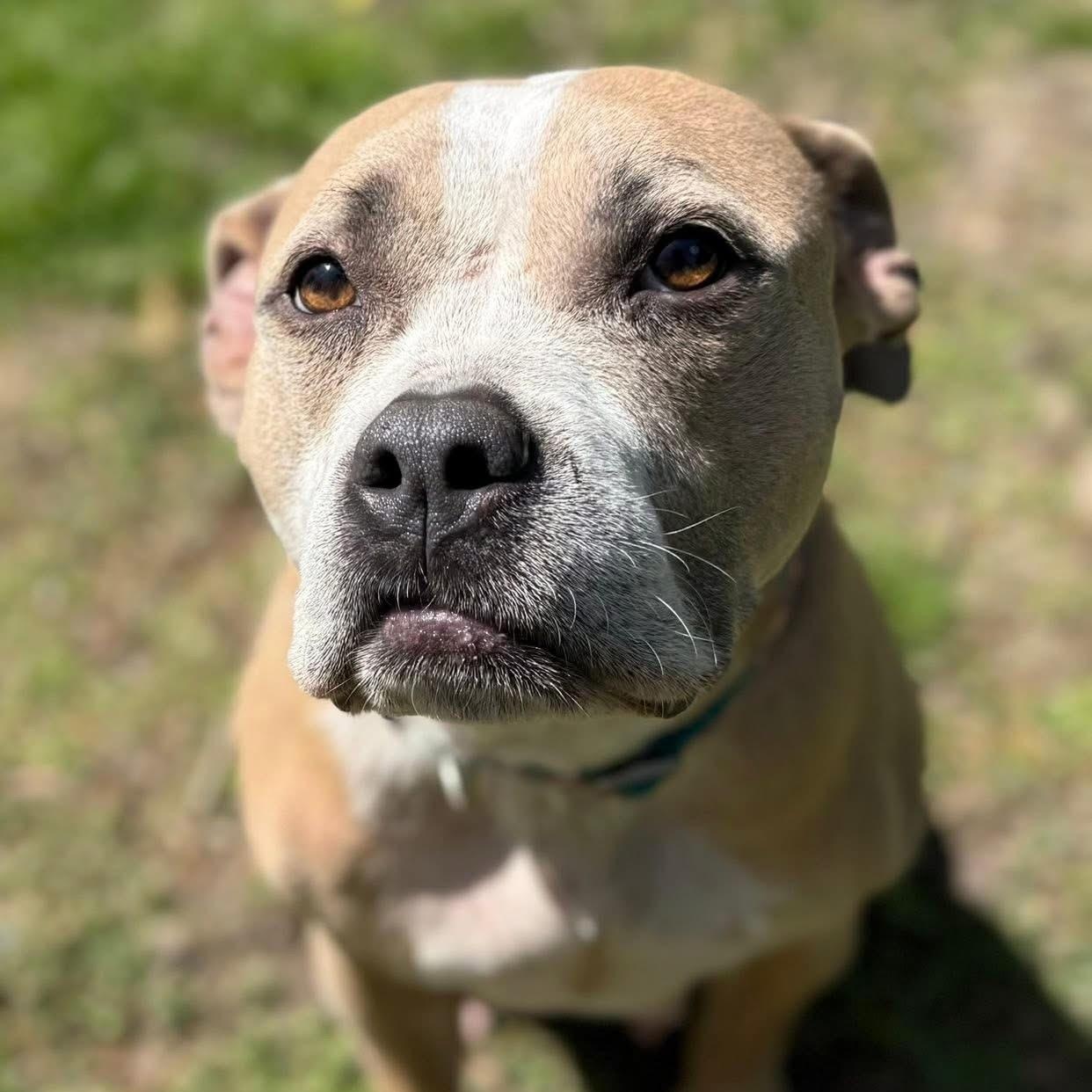 Enlarge Daphne, an adoptable mixed breed in Ayden, NC image 2/6