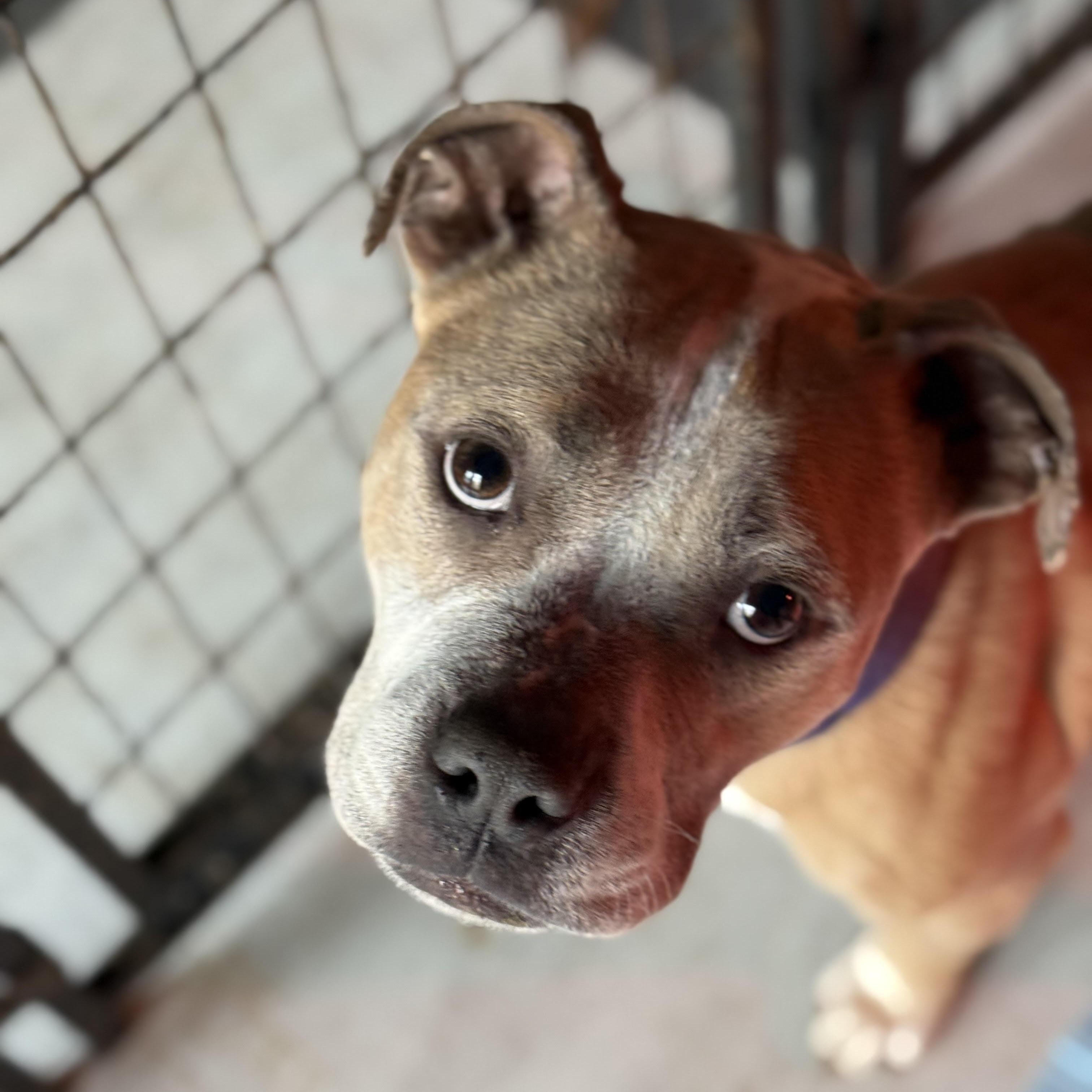 Daphne, ADOPTABLE, Adult Female Pit Bull Terrier & Bulldog.