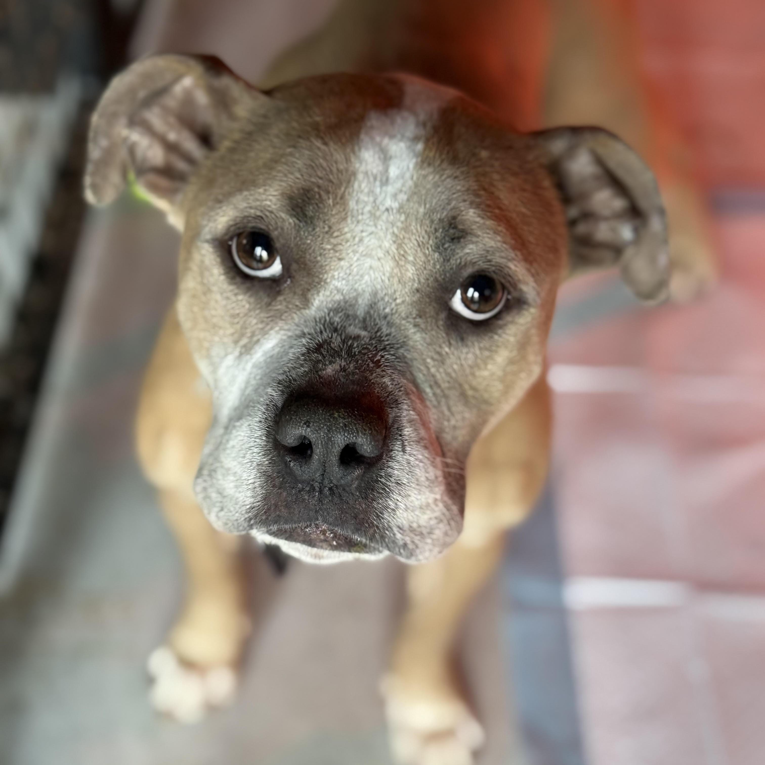 Enlarge Daphne, a ADOPTABLE mixed breed in Ayden, NC image 4/4