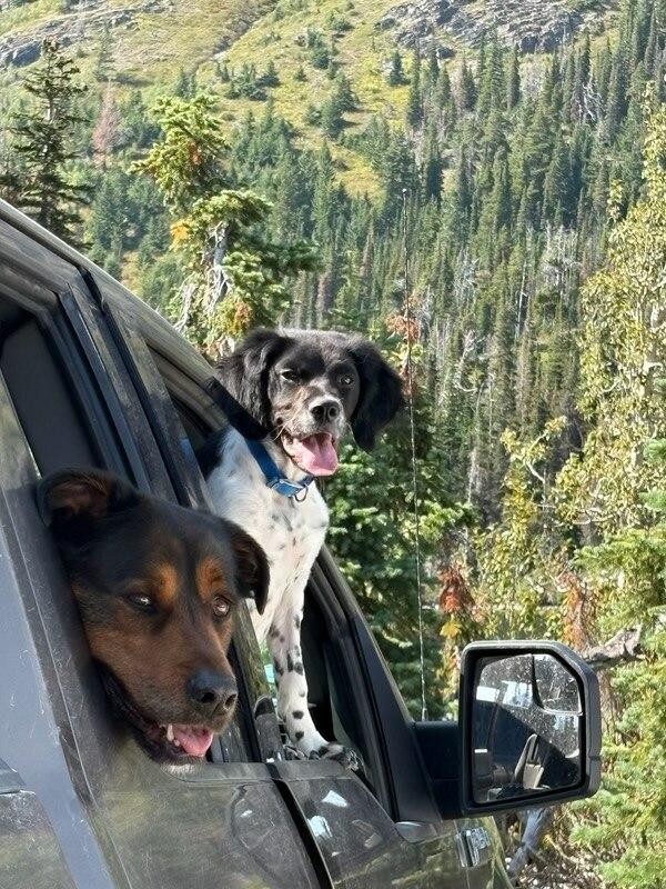 Enlarge Dots, a Adopted mixed breed in Polson, MT image 2/3