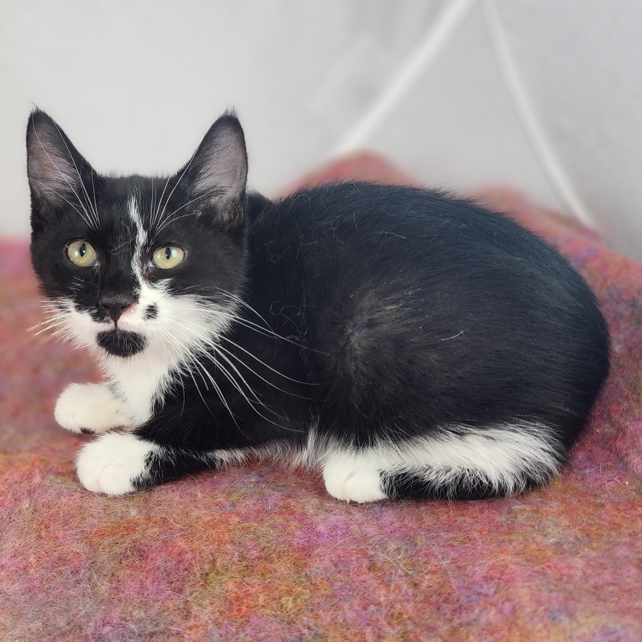 Rolly Domestic Short Hair Cat