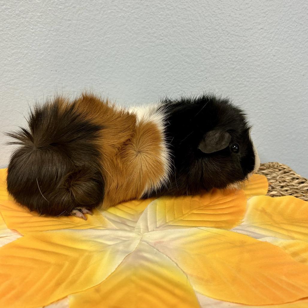 ZZ Top, Adoptable, Adult Male Guinea Pig.