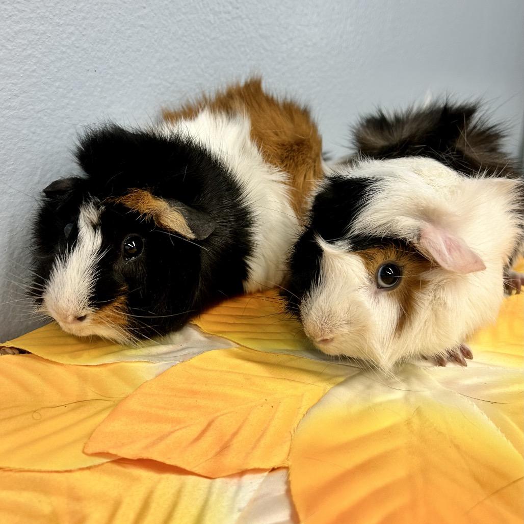 Enlarge ZZ Top, a Adoptable Guinea Pig in Las Vegas, NV image 2/4