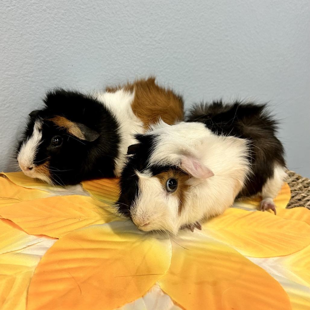 Enlarge ZZ Top, a Adoptable Guinea Pig in Las Vegas, NV image 3/4