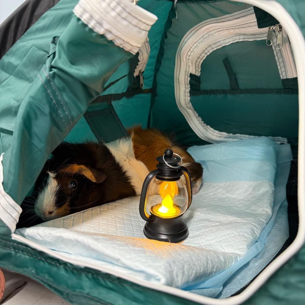 Enlarge ZZ Top, a Adoptable Guinea Pig in Las Vegas, NV image 4/4