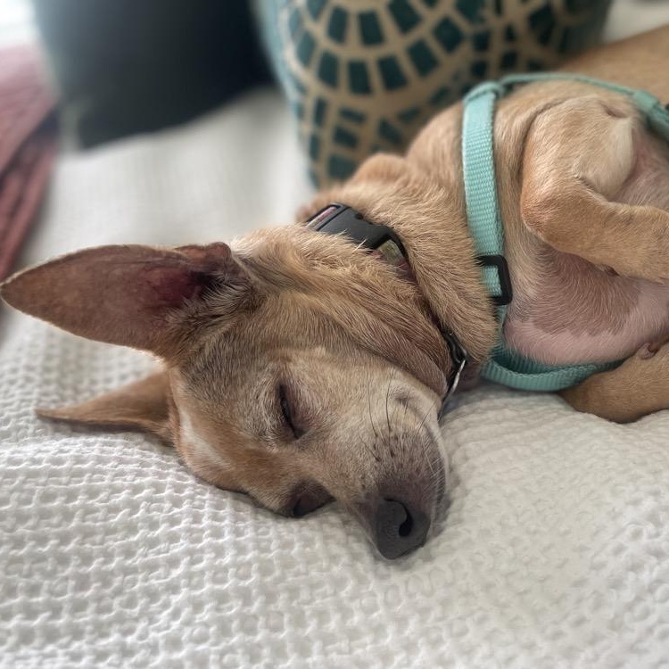 Lia, ADOPTABLE, Senior Female Chihuahua.