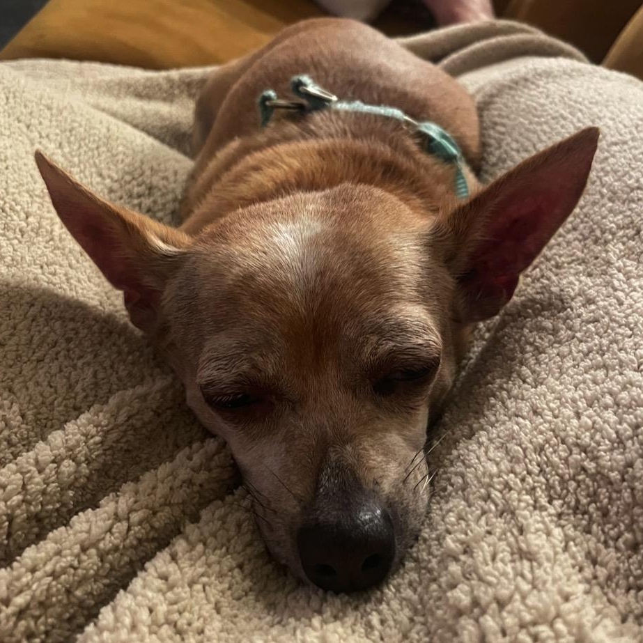 Enlarge Lia, a ADOPTABLE mixed breed in Orange Park, FL image 2/6