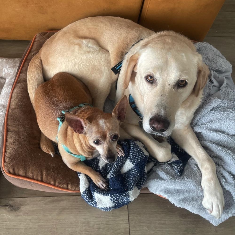 Enlarge Lia, a ADOPTABLE mixed breed in Orange Park, FL image 3/6