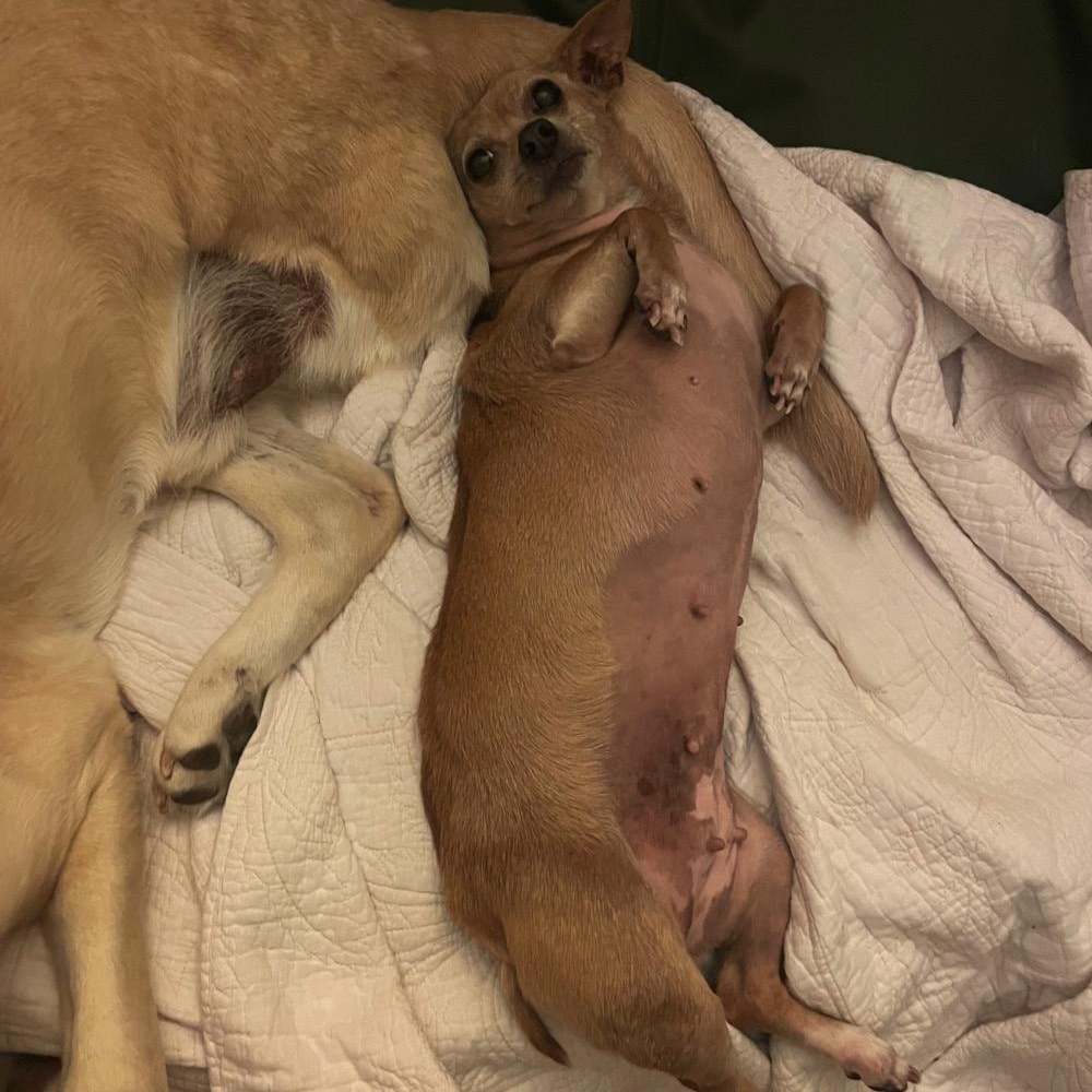 Enlarge Lia, a ADOPTABLE mixed breed in Orange Park, FL image 4/6