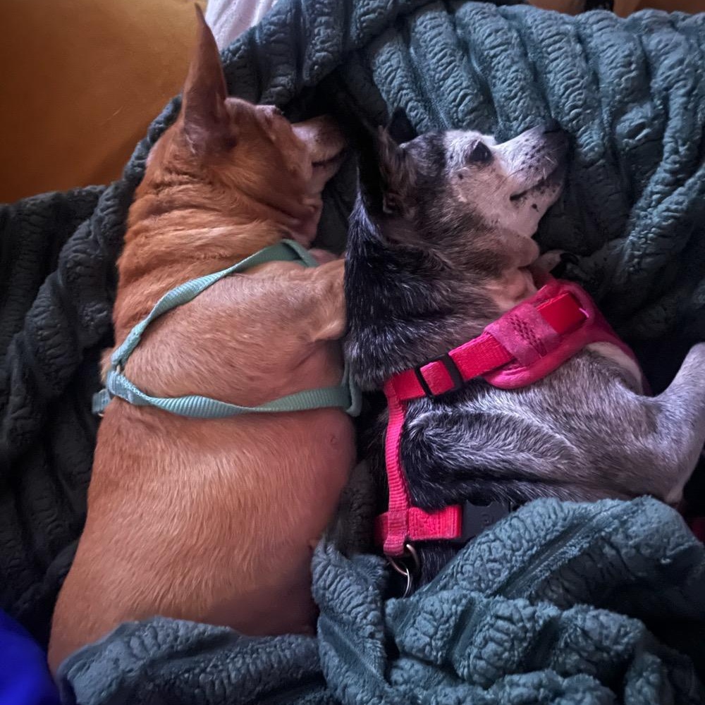 Enlarge Lia, a ADOPTABLE mixed breed in Orange Park, FL image 5/6