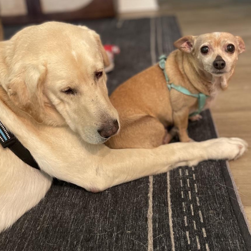 Enlarge Lia, a ADOPTABLE mixed breed in Orange Park, FL image 6/6