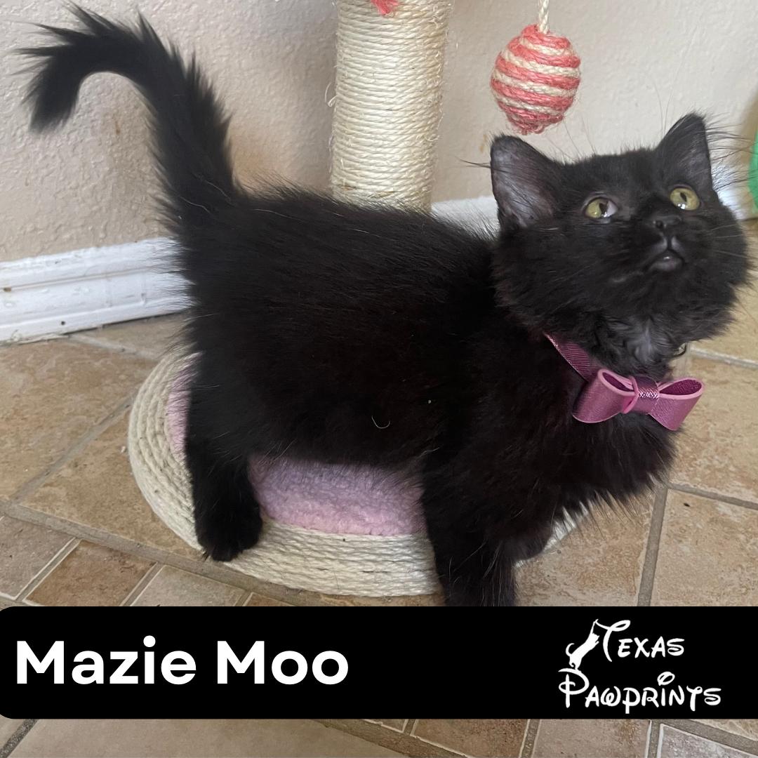 Mazie Moo