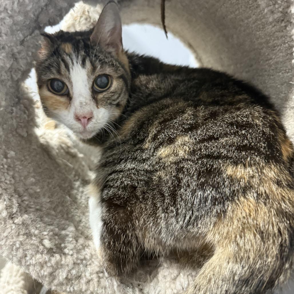 June, Adoptable, Senior Female Domestic Short Hair.