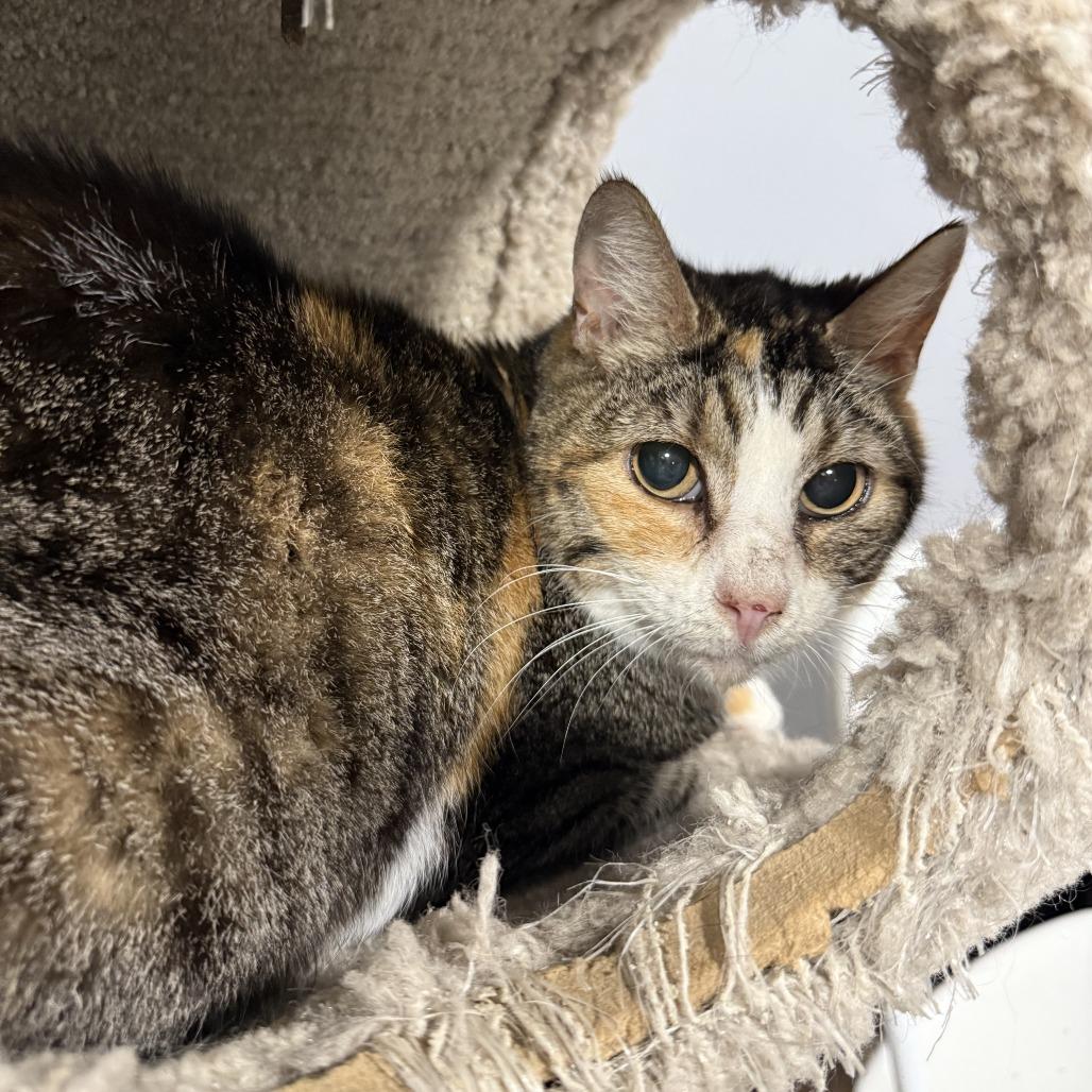 Enlarge June, a Adoptable Domestic Short Hair in Cabot, AR image 2/3