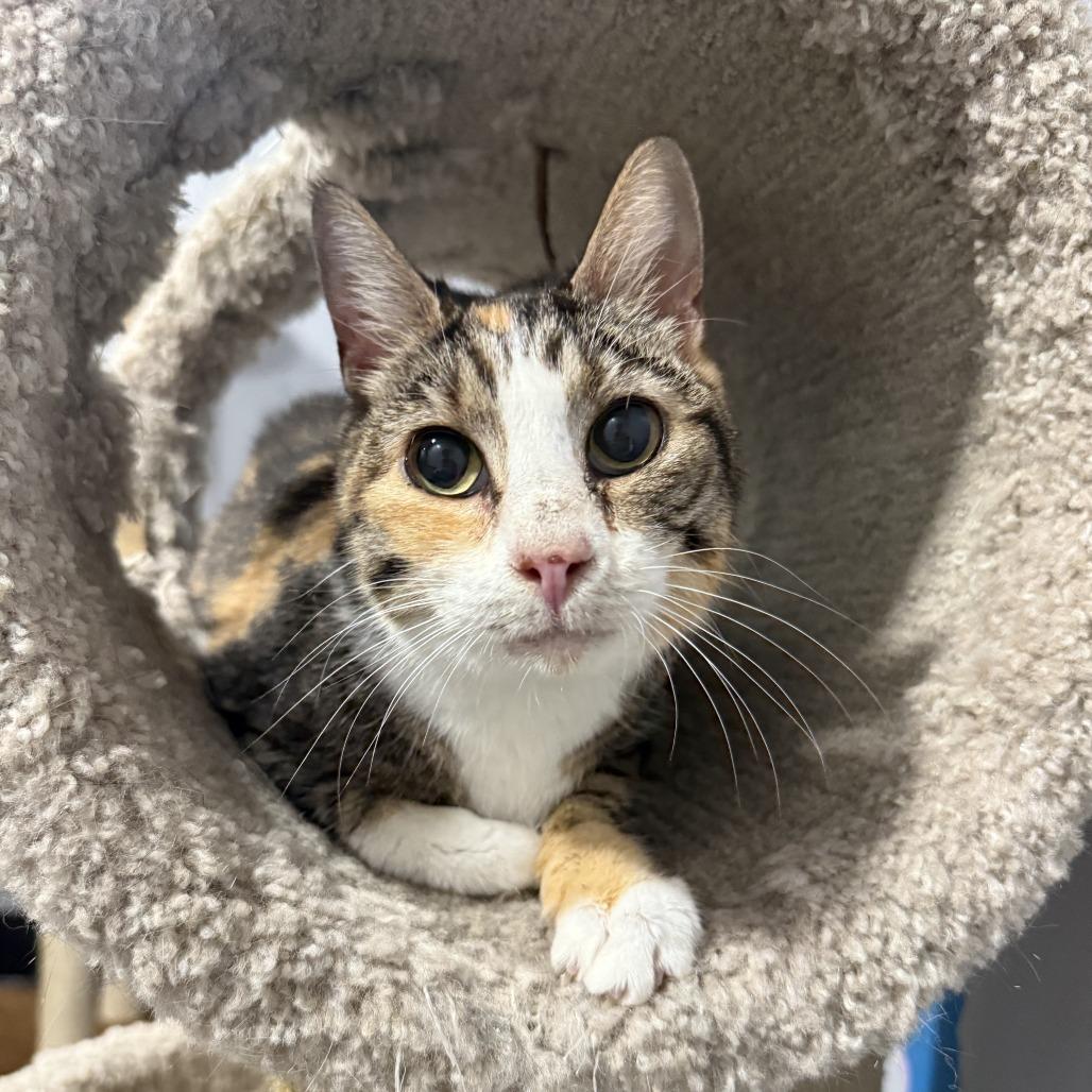 Enlarge June, a Adoptable Domestic Short Hair in Cabot, AR image 3/3