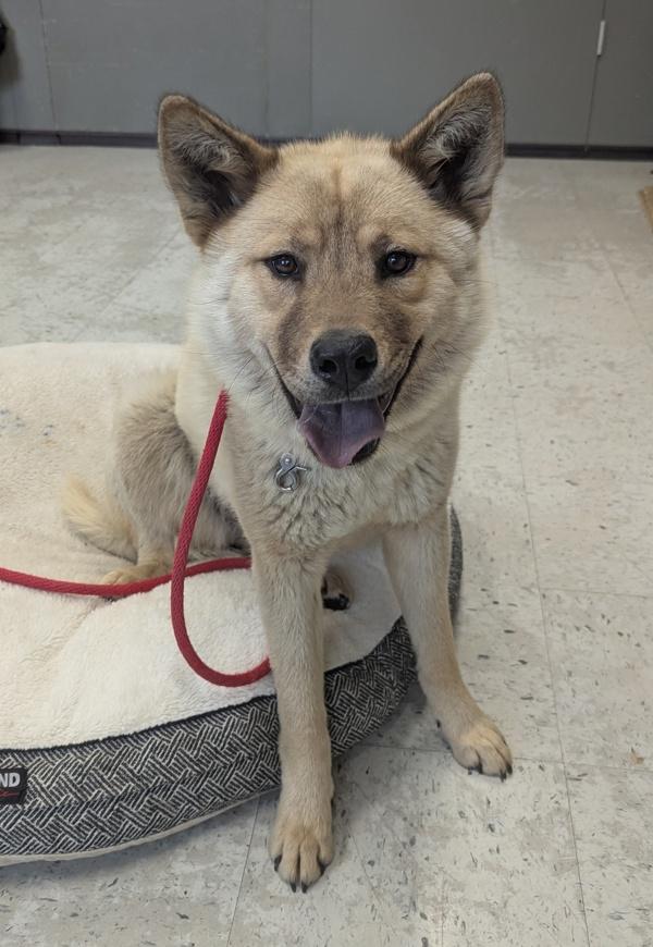 Enlarge *Miss Pancakes*, a Adoptable mixed breed in Salt Lake City, UT image 1/1