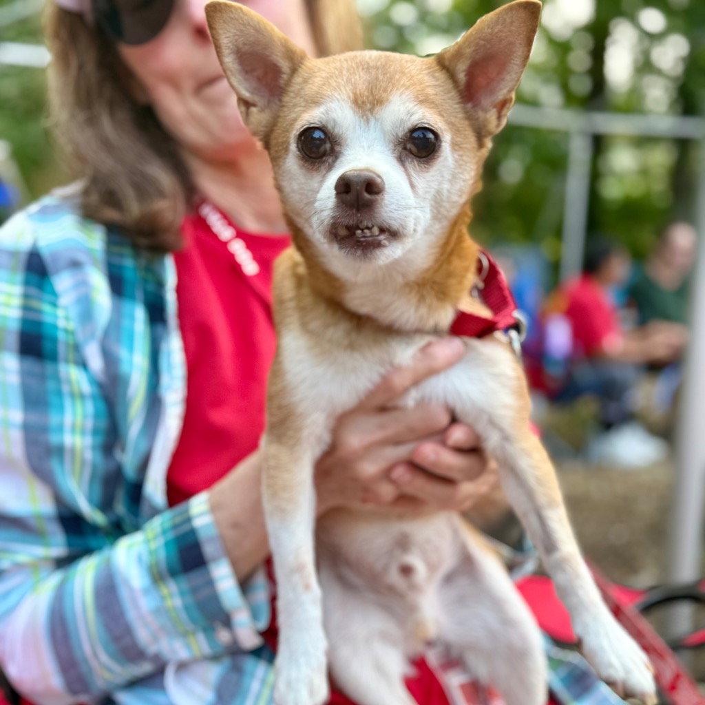 Enlarge Charley, a Adoptable mixed breed in Bloomfield, CT image 1/3